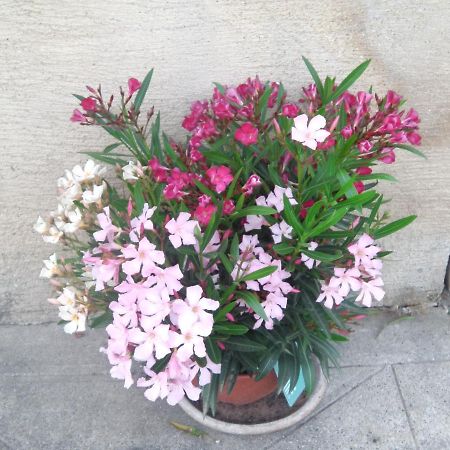 Aux Vieux Fours Panzió Noaillac Kültér fotó
